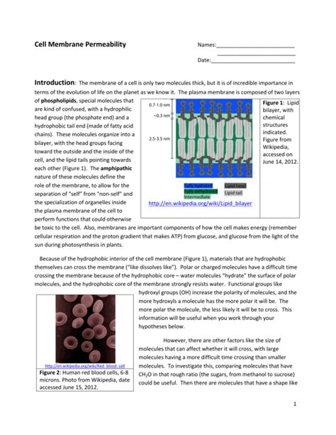 Cell Membrane Permeability