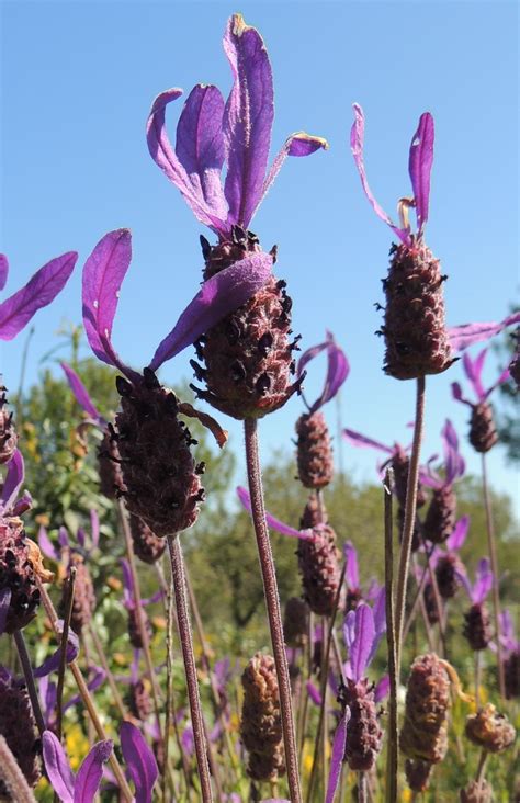 national-flower-of-portugal – Becky in Portugal in 2024 | Flowers, National, Travel blog