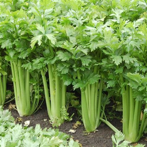 celery crop | Cultivo de hortalizas, Jardineria y plantas, Huerto en casa