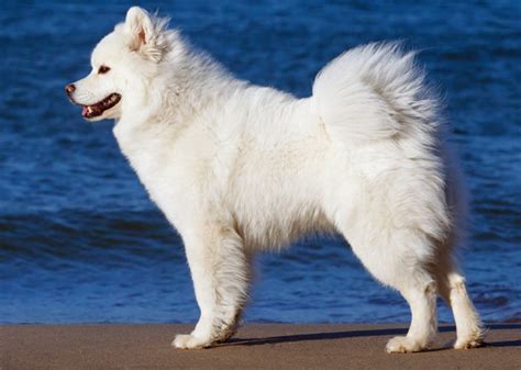 Quiz: Match the Tail to the Dog Breed - Vetstreet | Vetstreet