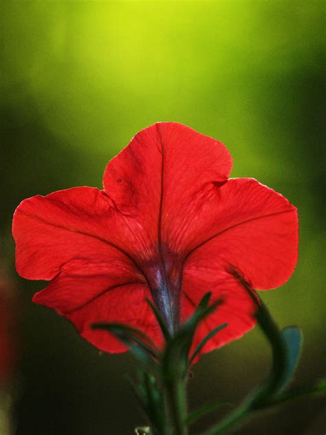 Glowing Petunia - red Photograph by Dorothy Lee | Fine Art America