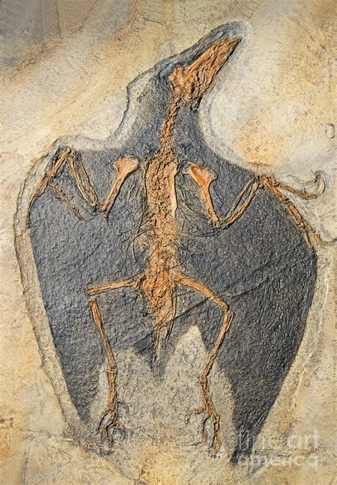 Confuciusornis Fossil Photograph by Millard H Sharp - Fine Art America