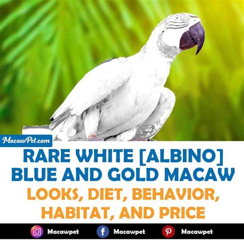 White blue and gold macaw | Everything You Need To Know