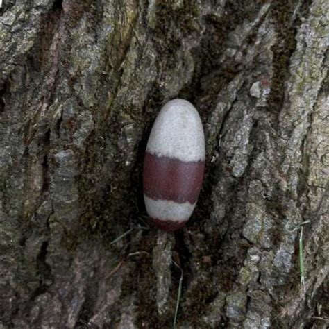 Shiva Lingam - Lovely Sunshine Crystals