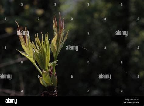 Ash tree leaves hi-res stock photography and images - Alamy