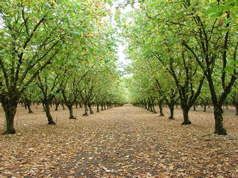 Holmquist Hazelnut Orchard | Landscape plans, Hazelnut, The locals