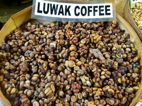 Kopi Luwak Kaffee - Zubereitung, Preis und Informationen