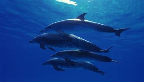 Marine Species Native to Bahamas | Animals - mom.me