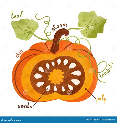 Parts of a Pumpkin for Kids Education. Pumpkin Anatomy Activity, Homeschool Material, Botanical ...