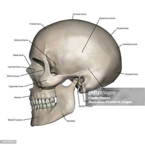 Lateral (Anatomy) Stock-Fotos und Bilder - Getty Images