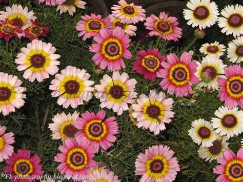 Painted Daisy | Nature, Cultural, and Travel Photography Blog