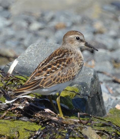 Is This a Lesser Least Sandpiper? | Natural Crooks Ramblings