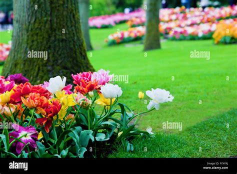 Colorful flowers in spring park, garden Stock Photo - Alamy