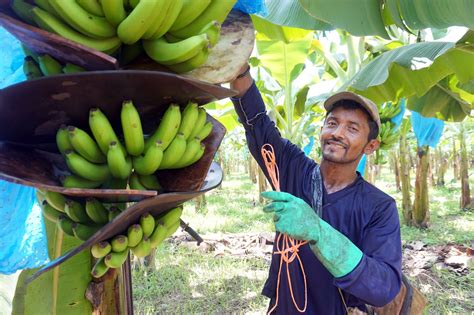 How Are More Sustainable Bananas Grown? | Rainforest Alliance