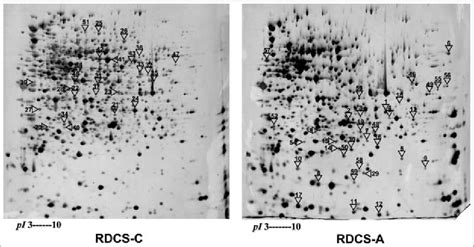 Comparison of the 2D gel electrophoresis profiles of total protein ...