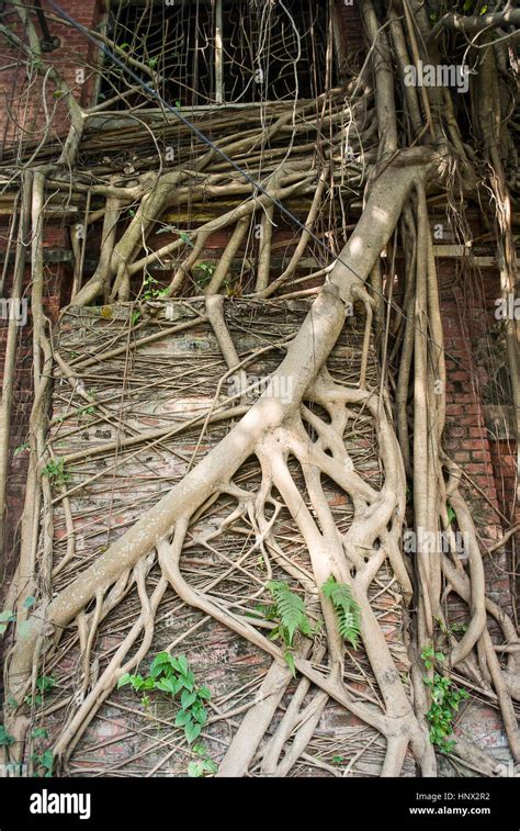 Botanical Garden Kolkata India Stock Photo - Alamy