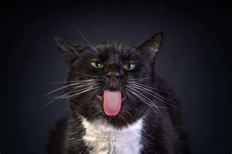 Cats, Black, Tongue, Funny, Whiskers, HD Wallpaper | Rare Gallery