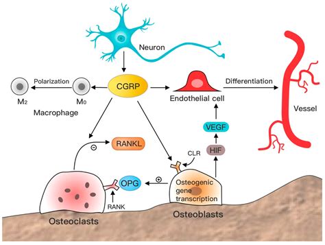 Biomolecules | Free Full-Text | Research Progress in Calcitonin Gene-Related Peptide and Bone Repair