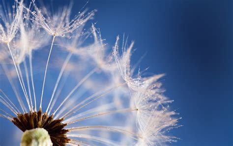 Macro photography of white Dandelion flower HD wallpaper | Wallpaper Flare