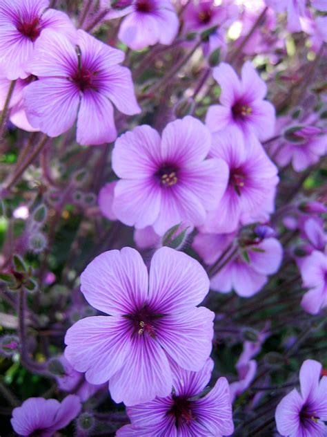 Purple Flowers Names and Pictures - Back Gardener