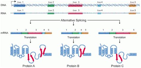 Splicing (genética): qué es, tipos, splicing alternativo