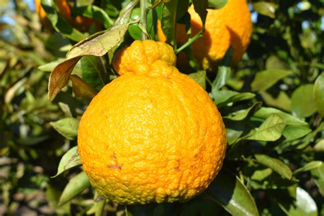 Shiranui Mandarin: Ugly Fruit, Great Flavor | Gardening in the Panhandle