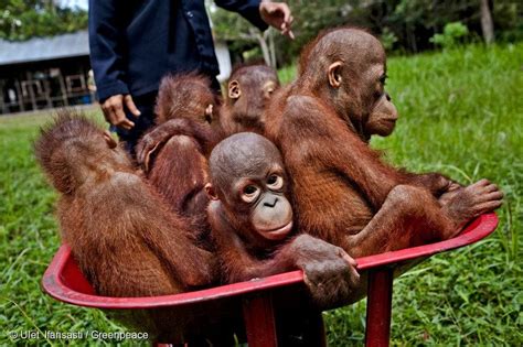 How Fixing Palm Oil Could Save Orangutans From Extinction