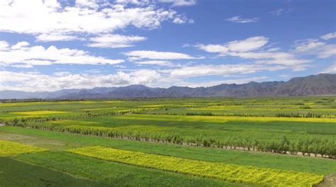 Ecological restoration efforts start to pay off in Tibet - CGTN