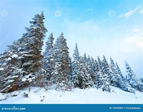 Winter fir trees stock image. Image of mountain, snow - 16246585