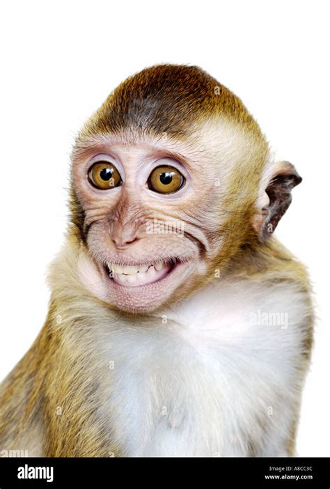 Smile monkey hi-res stock photography and images - Alamy