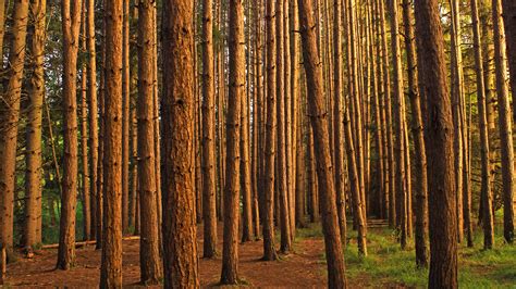 How Climate Change May Reshape Pine Plantations | College of Natural Resources News