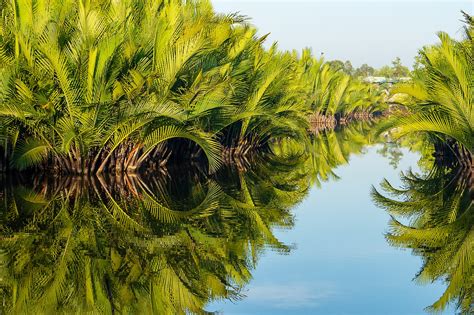 Nipa Palm Tree Mangrove - Free photo on Pixabay - Pixabay