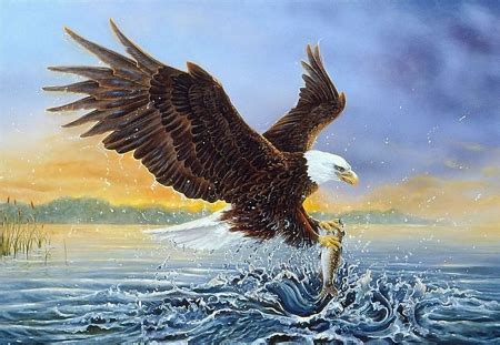 Bald Eagle Hunting - Other & Abstract Background Wallpapers on Desktop Nexus (Image 1958744)