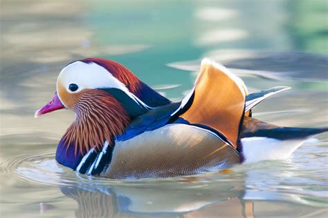 14 Incredible Duck Species