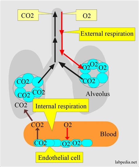 Acid-Base Balance:- Part 4 - Arterial Blood gases (Blood Gases), Acid ...