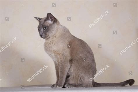 Tonkinese Cat Breed Tomcat Breeding Editorial Stock Photo - Stock Image | Shutterstock