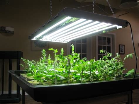 indoor garden lights Best of hydroponic lighting options dambly s garden center » HG