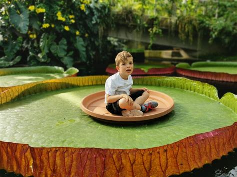 This giant water lily is the biggest in the world – and it’s a newly ...