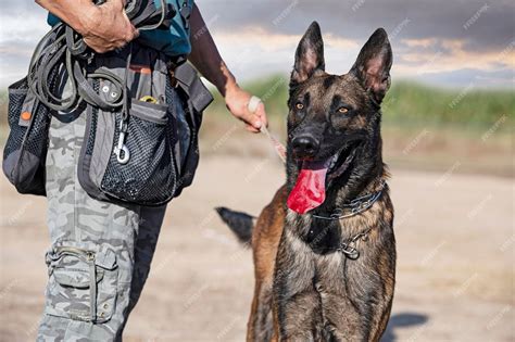 Premium Photo | Training of belgian shepherd