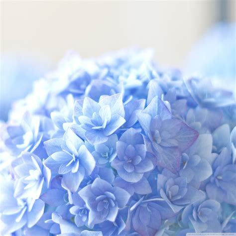 Blue Hortensia Flower iPad Wallpapers Free Download