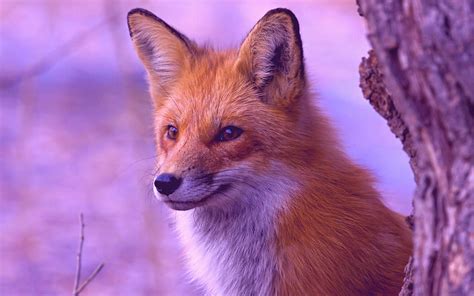 Animals, Fox, Wood, Tree, Muzzle, Hunt, Hunting, Observation HD ...