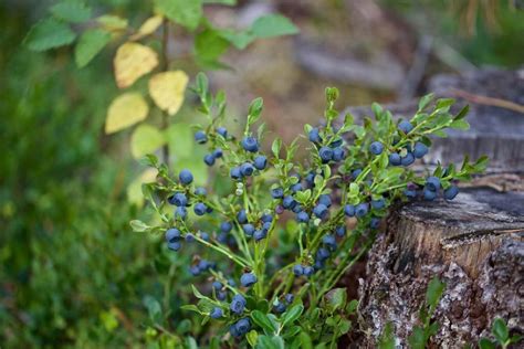 Bilberry: planting, harvesting & using - Plantura