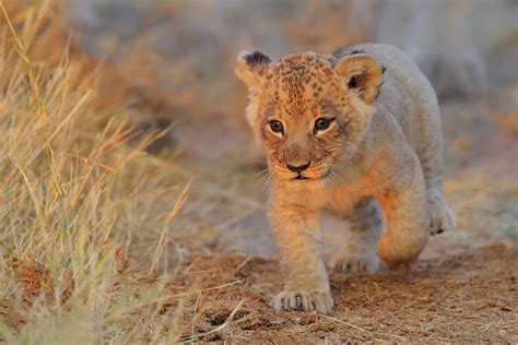 Papeis de parede Leão Filhotes Ver Animalia baixar imagens