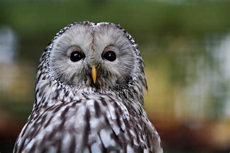 Ural Owl by SnowPoring on DeviantArt