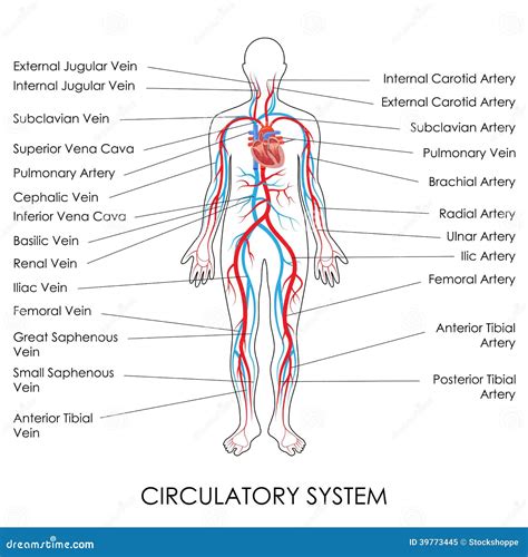 Lista 91+ Foto Anatomia Y Fisiologia Del Aparato Circulatorio Humano ...