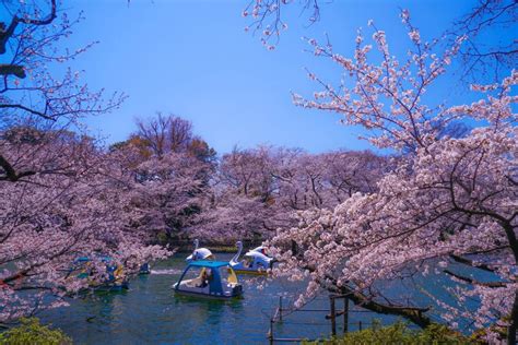 7 Beautiful Cherry Blossom Sakura Parks in Japan | Travel Wish