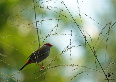 Pretty Red-browed Finches Reproduce Swiftly