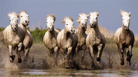 Hình nền Ngựa chạy hùng vĩ - Top Những Hình Ảnh Đẹp