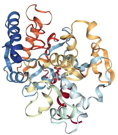 Transferrin Protein Overview | Sino Biological