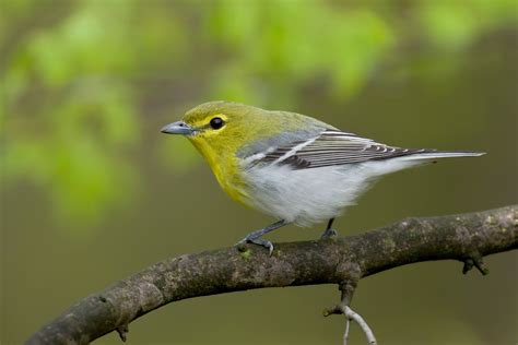 Northern Ohio Songbirds — Studebaker Tours